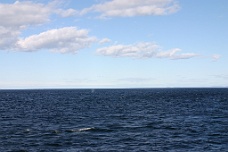 IMG_4549 A Distant Whale Spout